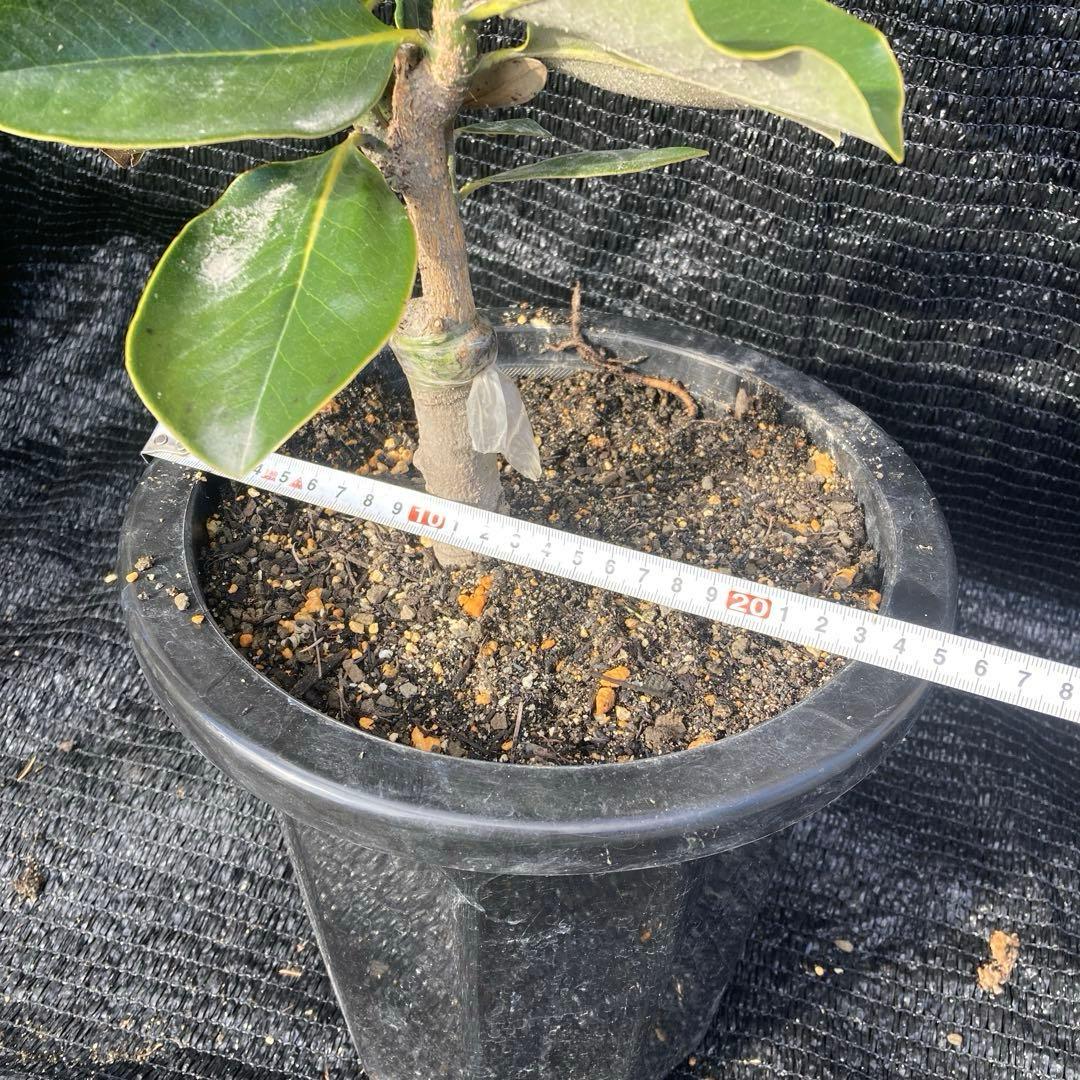 ①*:ஐ四季咲き・矮性！*:ஐ丈夫な接木・タイサンボク・苗木【リトル