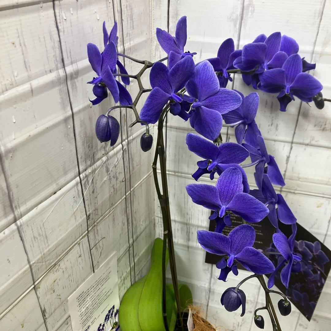 ⑨正規品 希少品種 胡蝶蘭 コチョウラン ファレノプシス ブルージーン