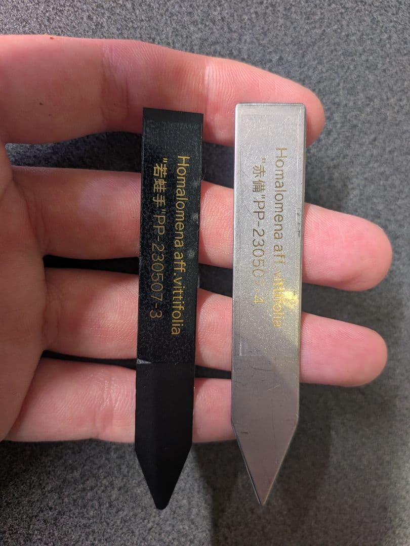 Homalomena aff. vitifolius 赤備 若蛙手 - メルカリ