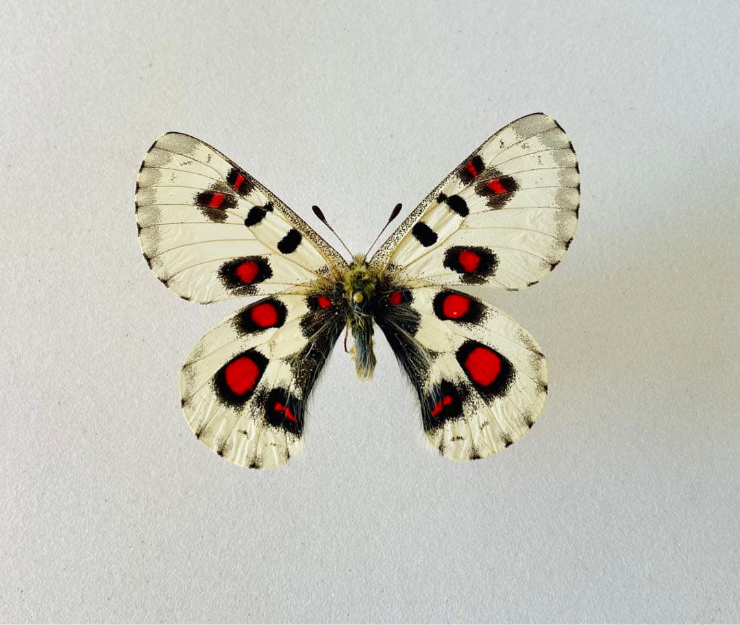 ゴライアスオリエンタリス！大型！標本！の通販はau PAY マーケット