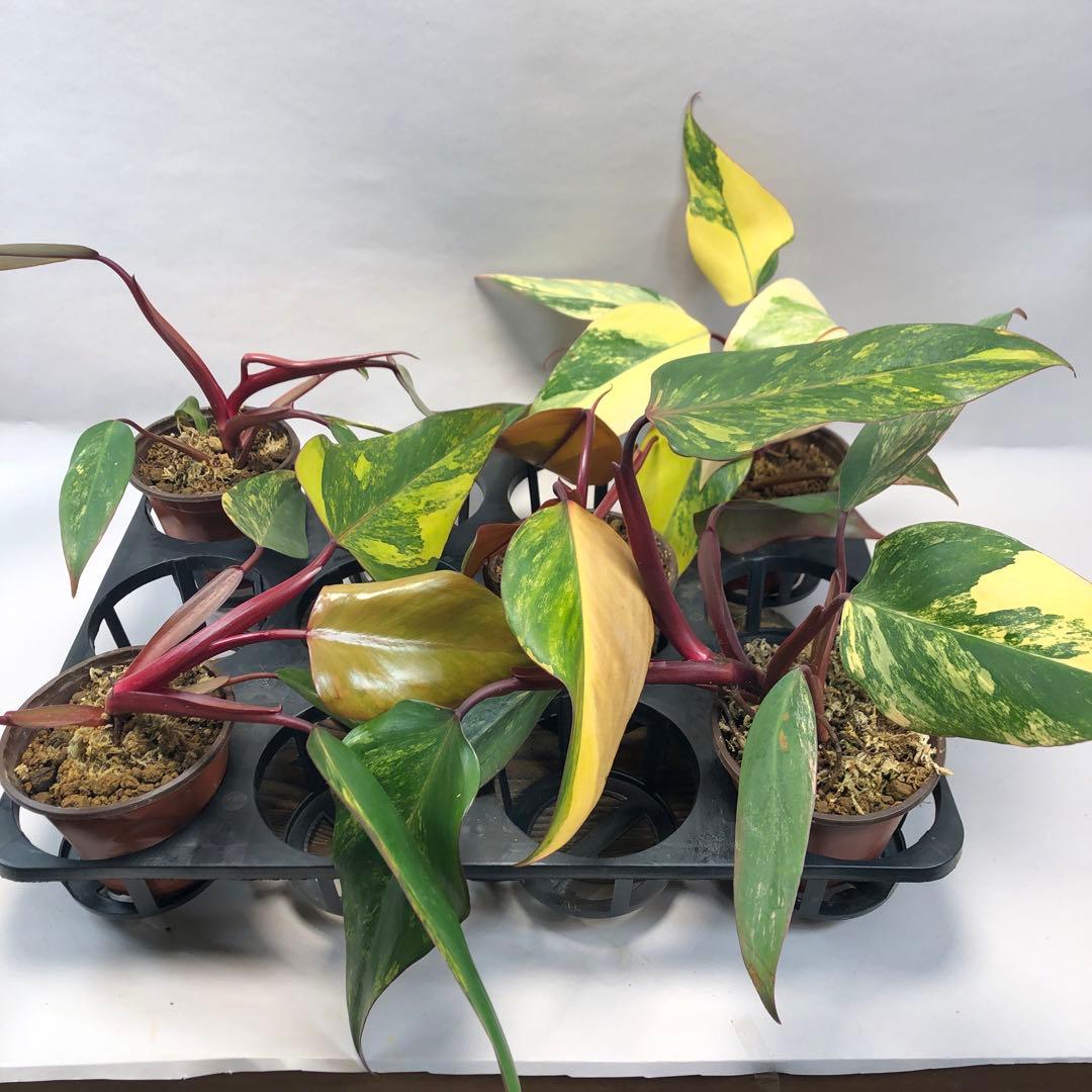 MS120 5株セットフィロデンドロン ストロベリー シェイク - メルカリ