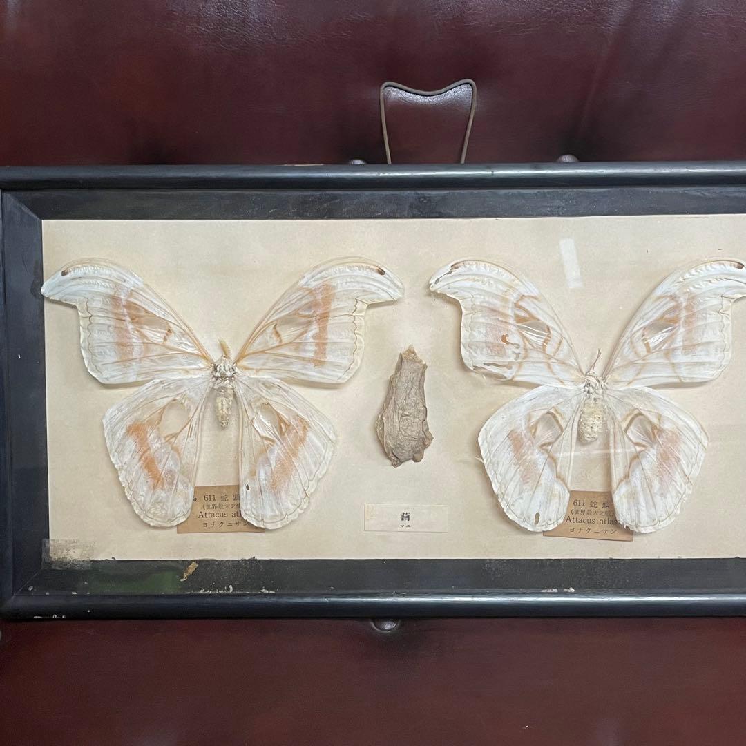 ヨナクニサン 標本 蛹 蝶々 サナギ 世界最大の蛾 Attacus atlas - メルカリ