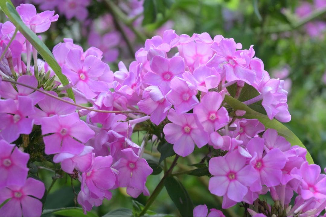 【動作確認済み】NIKKOR Z DX 16-50mm f/3.5-6.3 VR