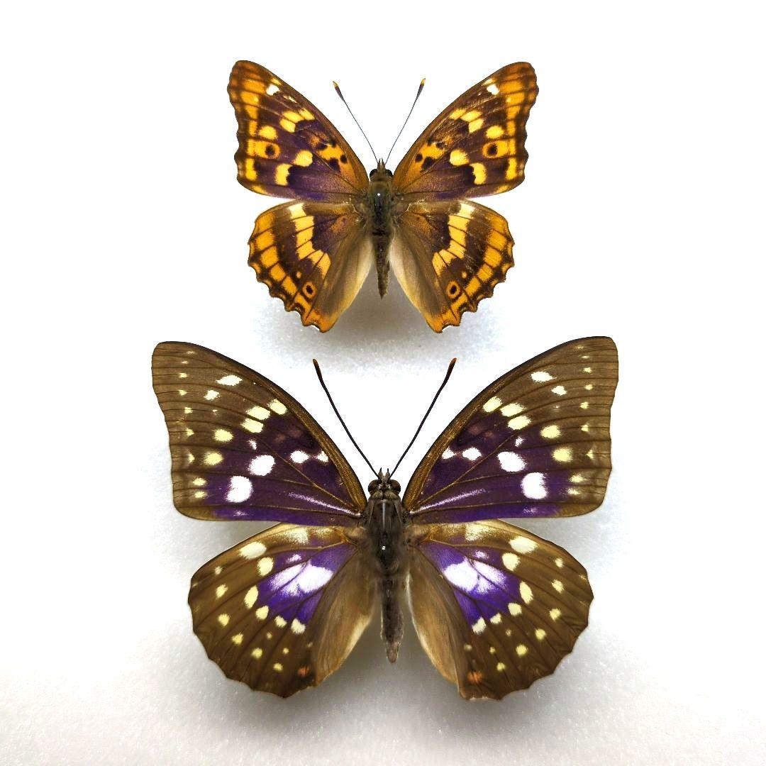 蝶標本 オオムラサキ、コムラサキ - メルカリ
