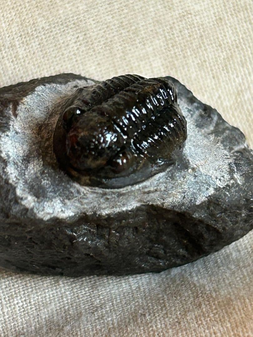 三葉虫モロッコ産⑦ゲラストスGerastos？化石デボン紀 thumbnail2.webp