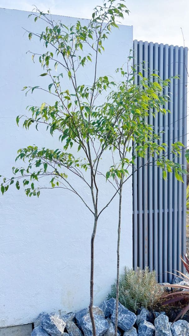 超逸品。山採りハイノキ株立ち2.4M(鉢底から)