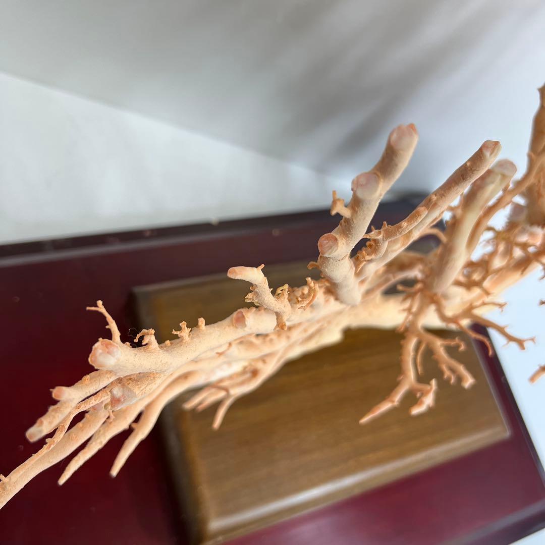 本桃色珊瑚　超特大原木　ガラスケース付　東Y8-0105☆2Fタサオ