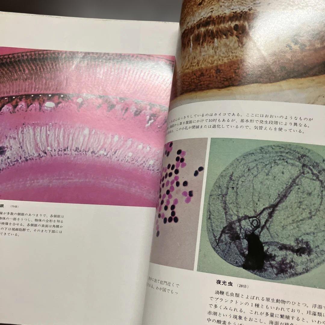 希少 大型本 初版 顕微鏡の世界 初版 ビニールカバー・函付 辻井政一