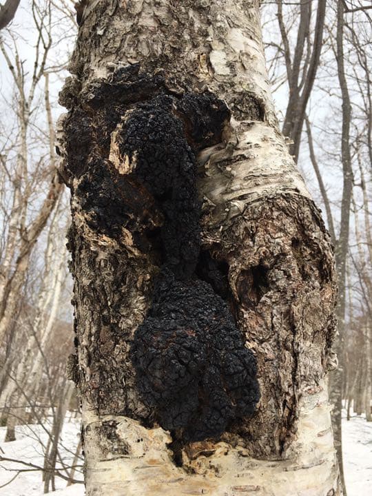 北海道産 天然 カバノアナタケ 10kg - メルカリ