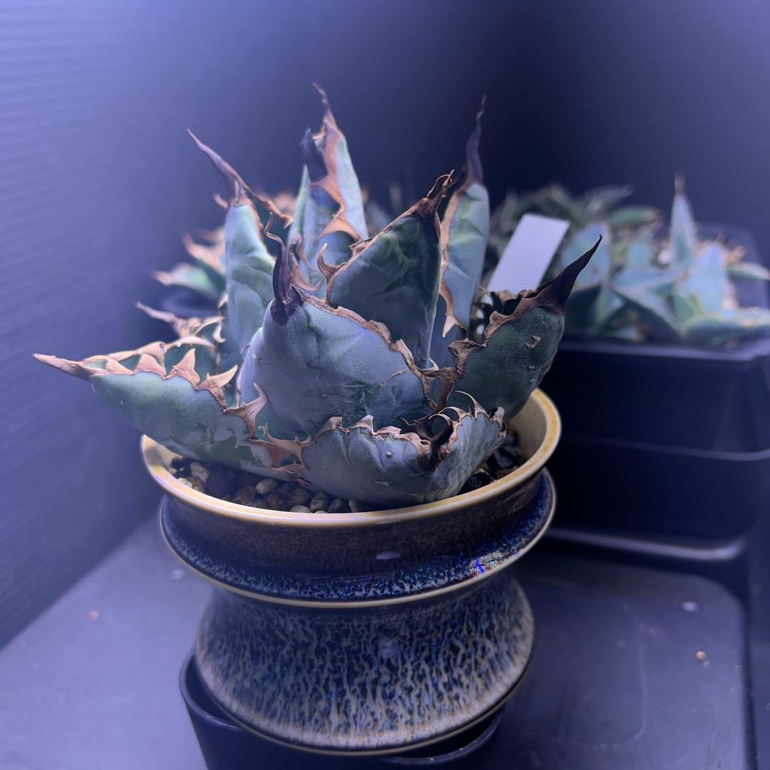 42E 多肉植物 ハオルチア rose goldオブツーサ錦糊斑