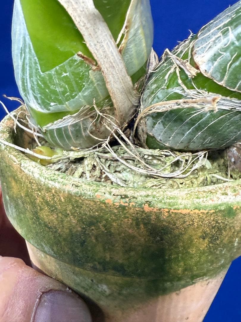 105 タケノコラン Clowesia 'Queen knight'(OG) - メルカリ