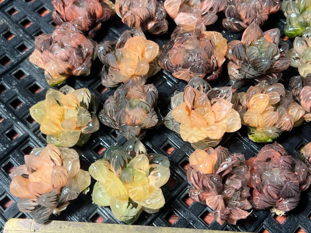 2.多肉植物 ハオルチア オブツーサ錦 水中月錦 糊斑 超美品 25株