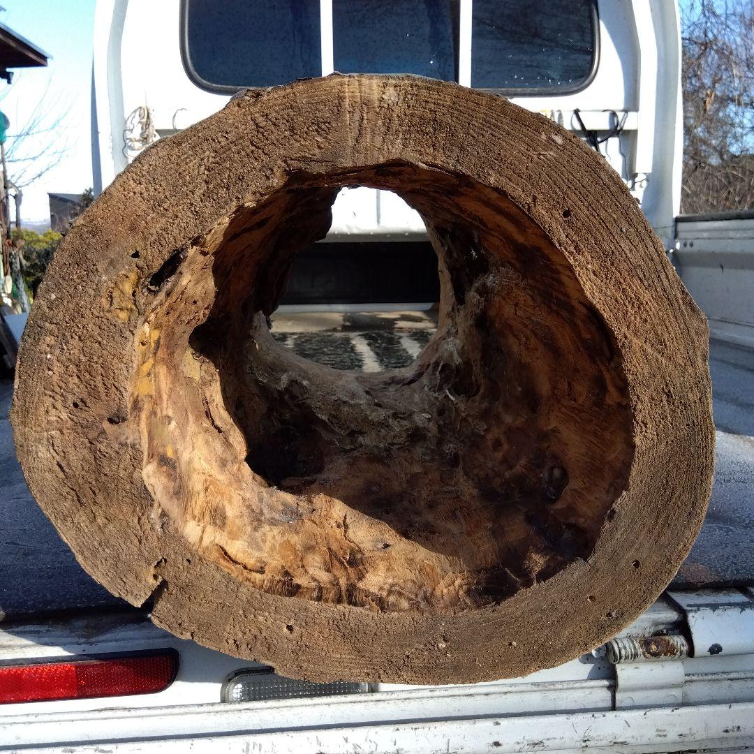 自然な木目の丸太 樹洞 丸洞 桐老木 昆虫飼育箱