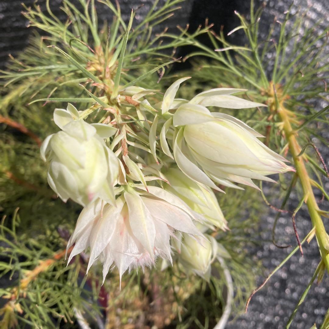 ②*:ஐ白花*:ஐジョーイセルリア・苗木【ブラッシングブライド