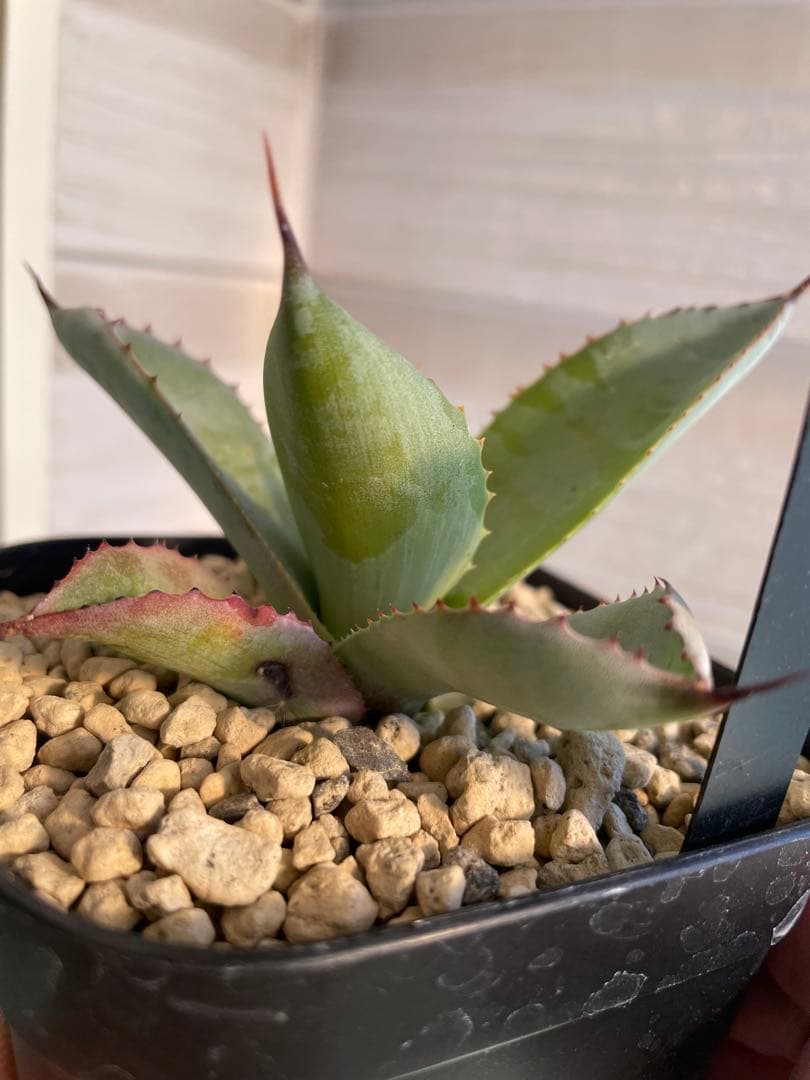 専用です。瀧雷血后と姫嚴龍x姫雷帝