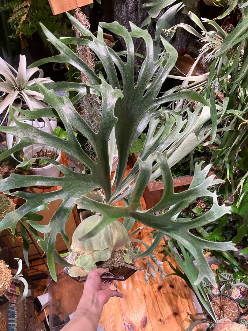 ビカクシダ P.X-626 Stitch OC - メルカリ