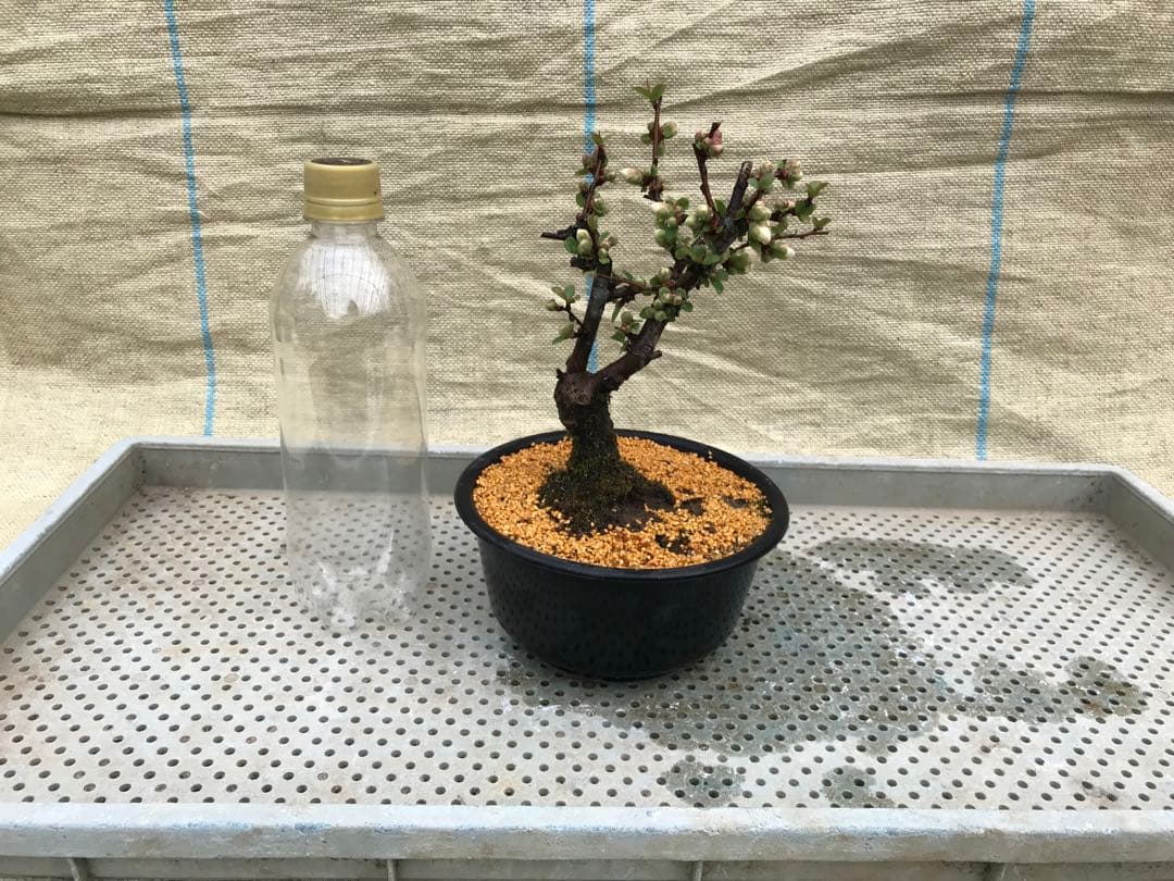 木瓜(ボケ)・放春花 安田錦 5寸(咲分け保証品)⑧ - メルカリ