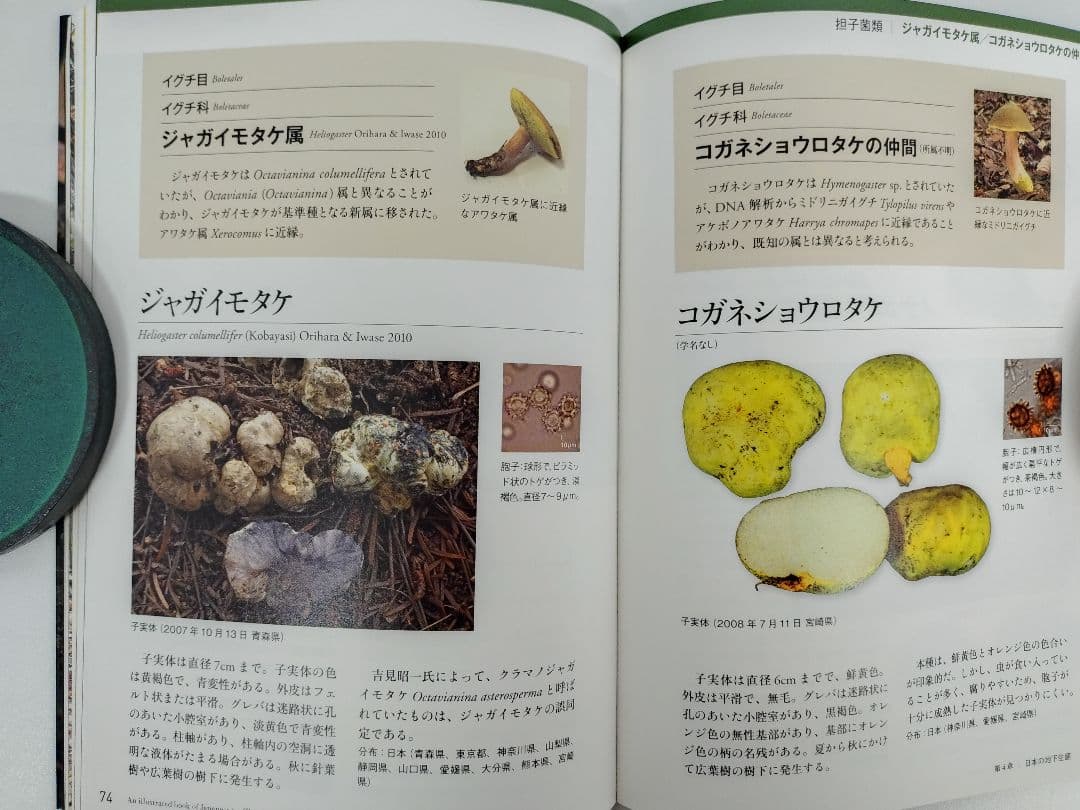 日本のトリュフ。地下で進化したキノコの仲間たち 地下生菌 識別図鑑