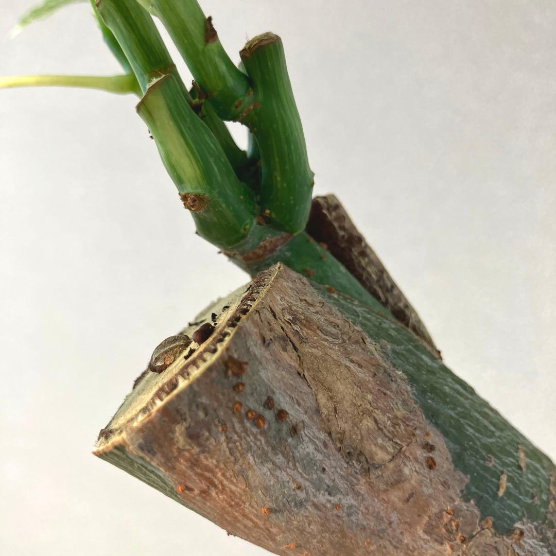 超希少❗️白勝❗️パキラ ミルキーウェイ 接木✨