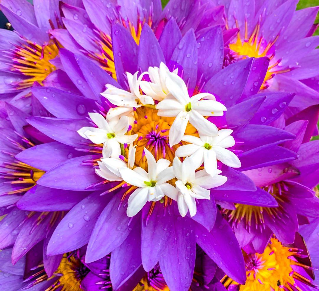 ブルーロータス ドライフラワー 100%有機栽培140g ブルーロータス Blue Lotus ドライフラワー | Chillness Lab