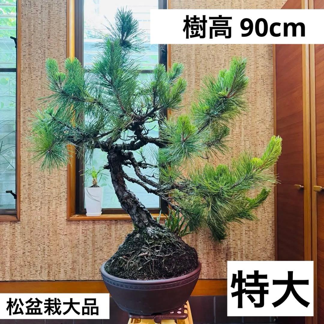 Porco　【特価】松盆栽大品　樹高 90cm 特大 盆栽 松 黒松 樹高 約20cm くろまつ 高級盆栽 Pinus thunbergii