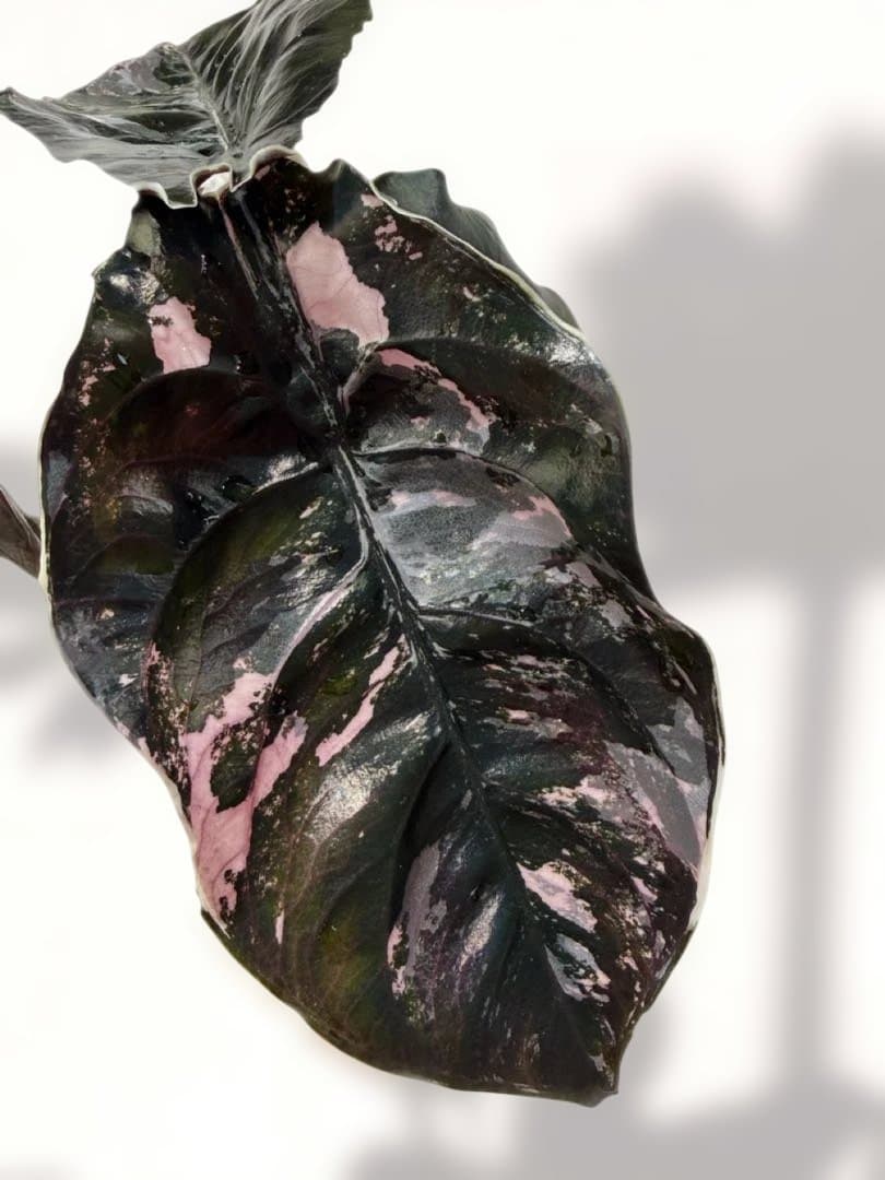 アロカシア アズラニー 斑入り 芋 限定2個 - メルカリ