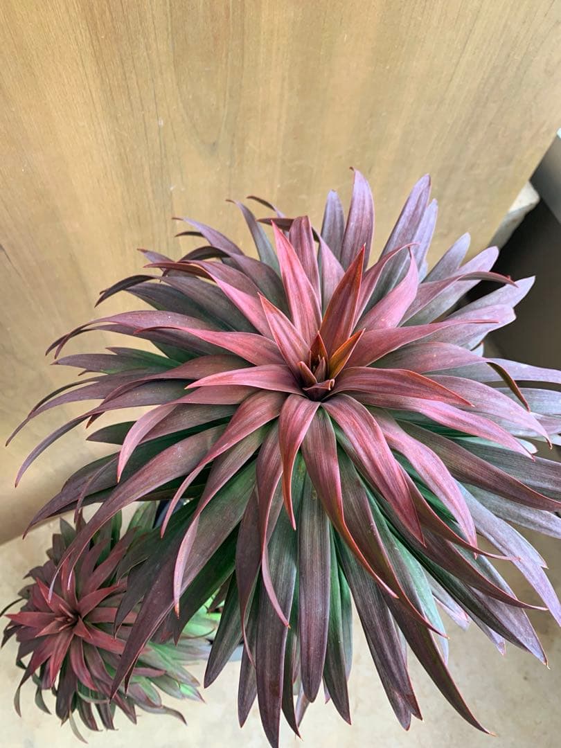 ユッカ・ディスメチアーナ コンパクタ 枝分かれ - メルカリ