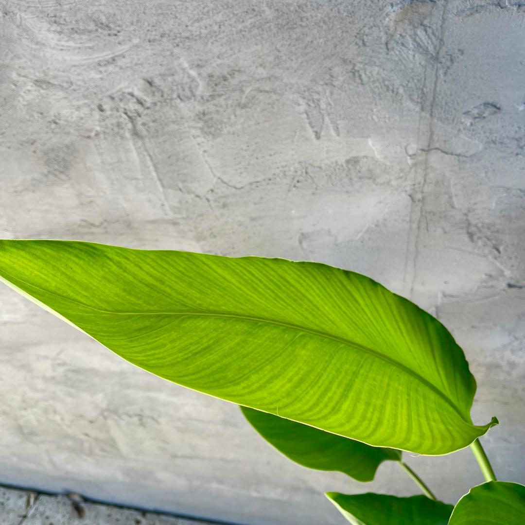 ストレリチア オーガスタ 4株 天然苔仕立て 陶器鉢 植え込み発送