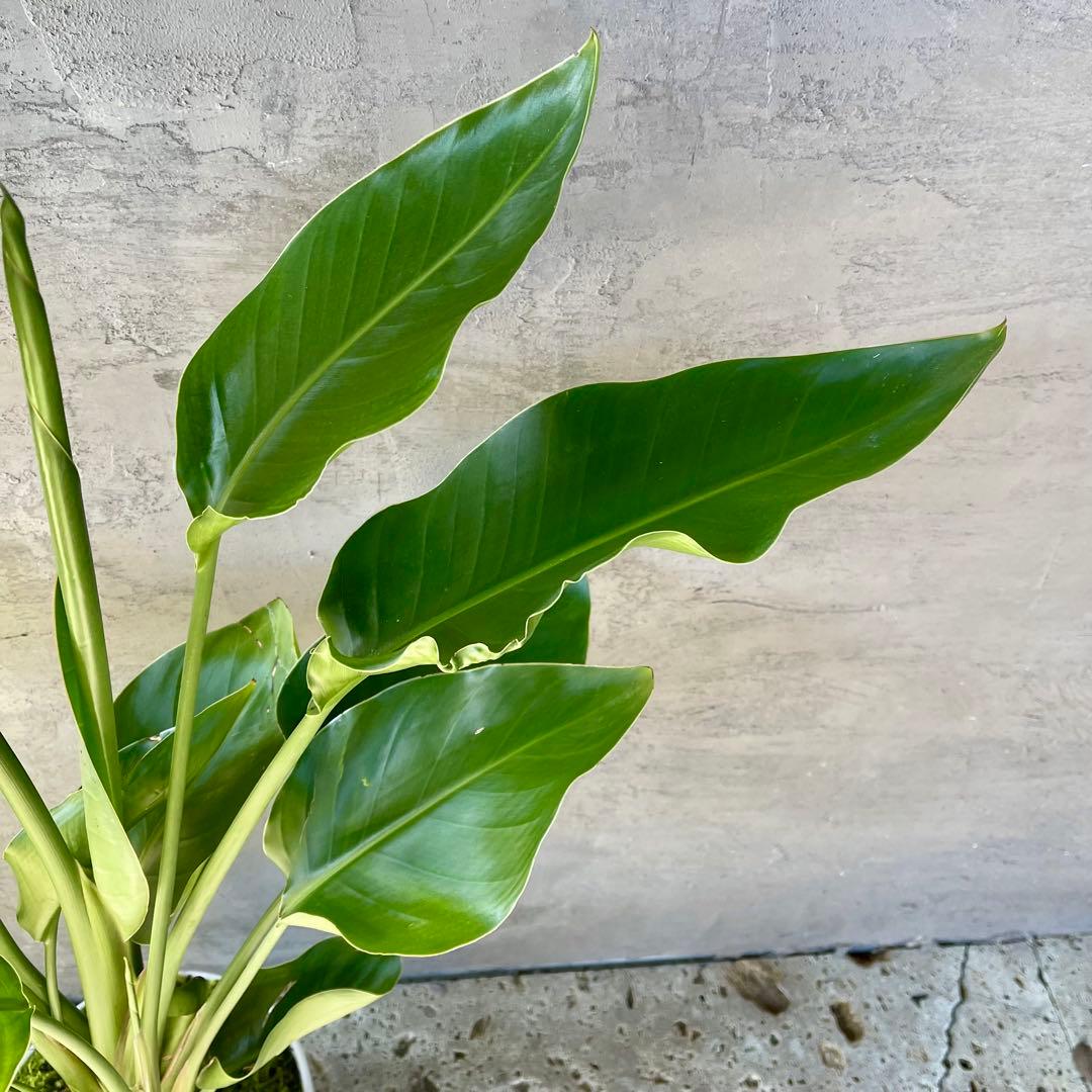 ストレリチア オーガスタ 4株 天然苔仕立て 陶器鉢 植え込み発送