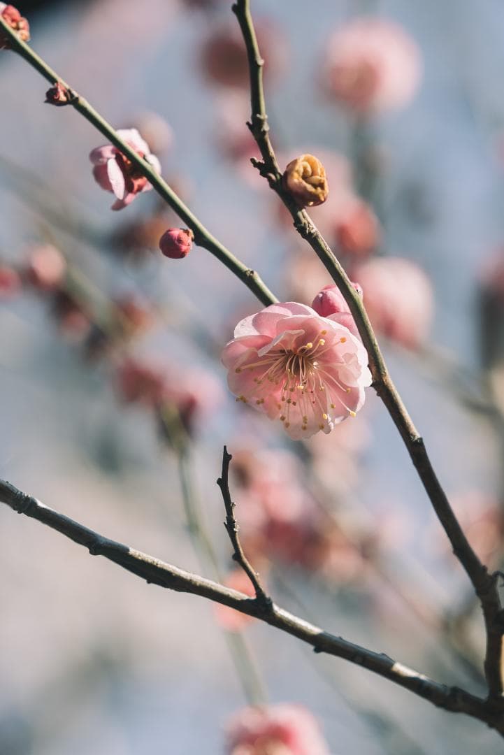 ライカ沼の入口！Leica Hektor 135mm F4.5 オールドレンズ - メルカリ