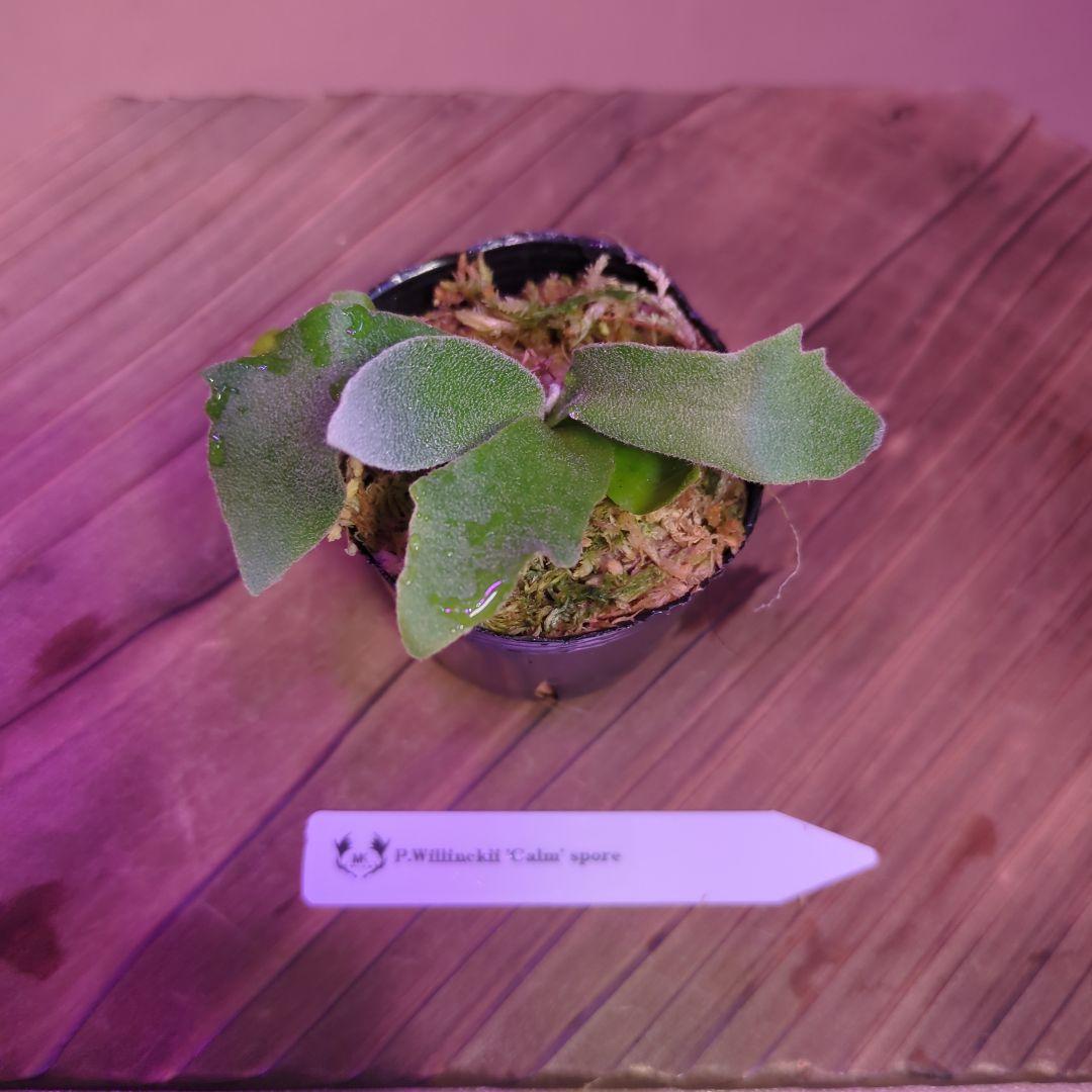 期間限定②良株◎】P.Willinckii'Calm' spore/ビカクシダ - メルカリ
