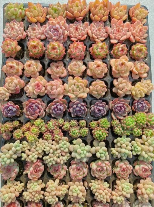 Top【選抜株】多肉植物 24524ミックス苗 105個 プラグトレー苗 - メルカリ