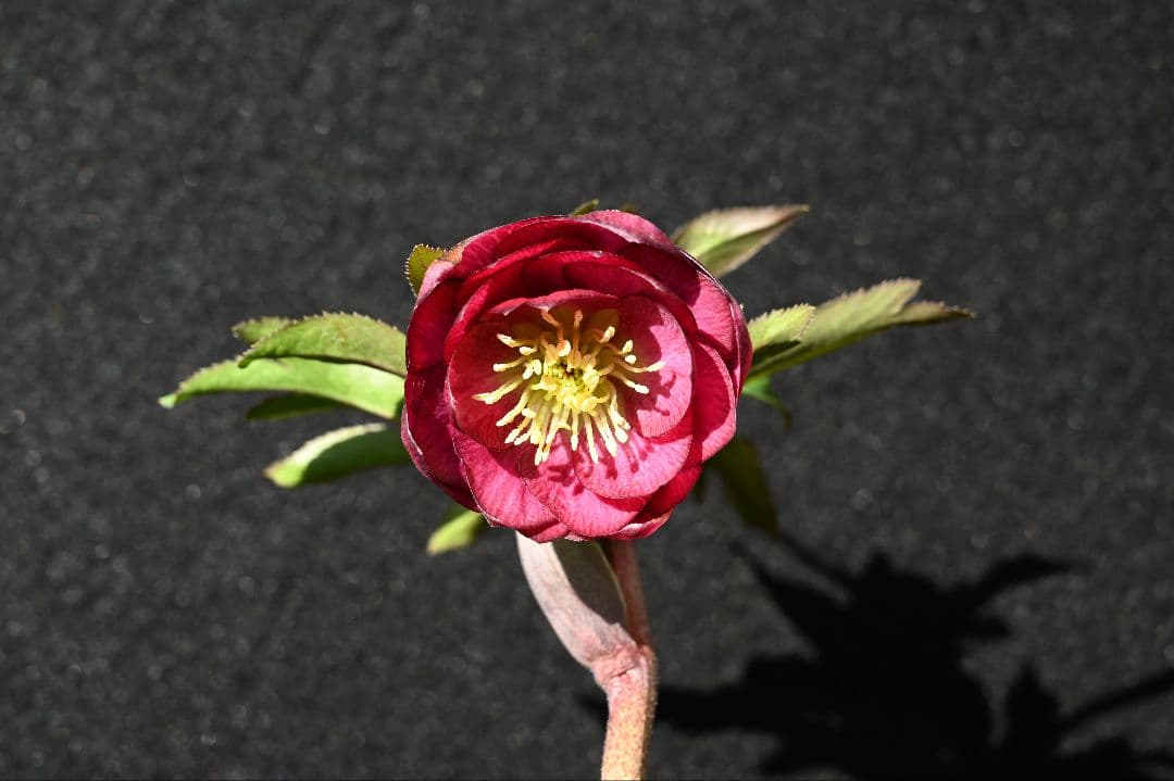 クリスマスローズ ddカップ咲きレッドパープル 加藤農園