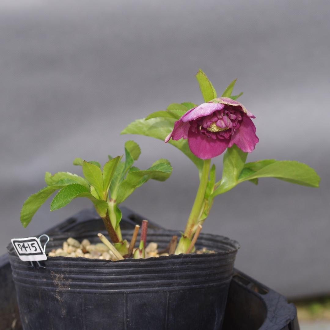 7415 sdレッドリバーシブル クリスマスローズ開花 加藤農園