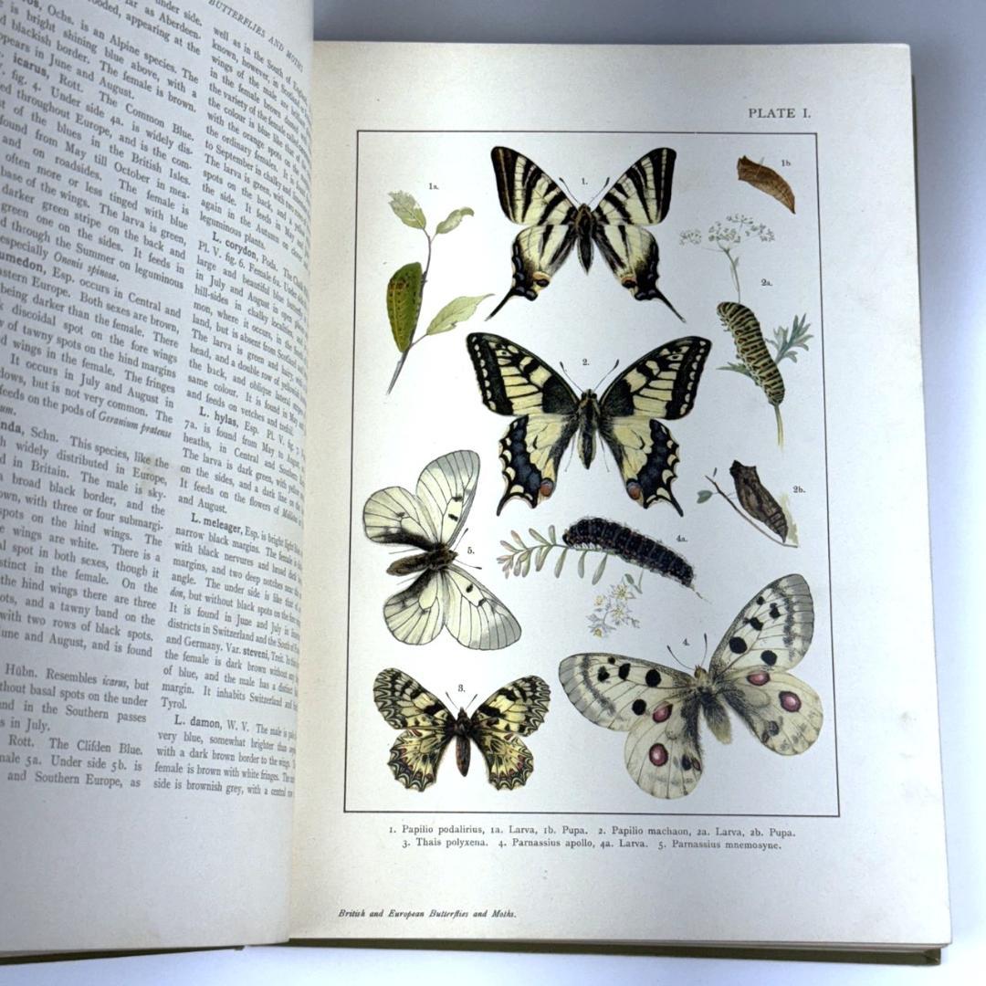 英国手彩色蝶類図譜 「英国とヨーロッパの蝶と蛾」 カービー 1895年