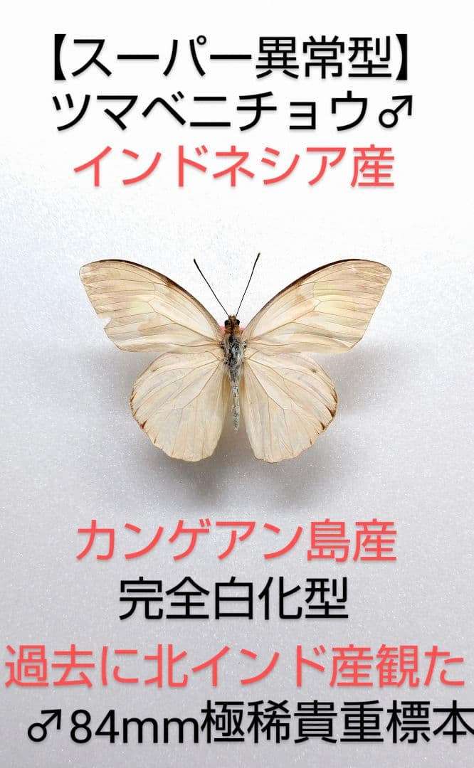【スーパー異常型】ツマベニチョウ♂標本★カンゲアン島産★ 完全白化型 84mm 稀産地】ツマベニチョウ♂♀標本☆尖閣諸島☆産88/84mm近年入島自由に