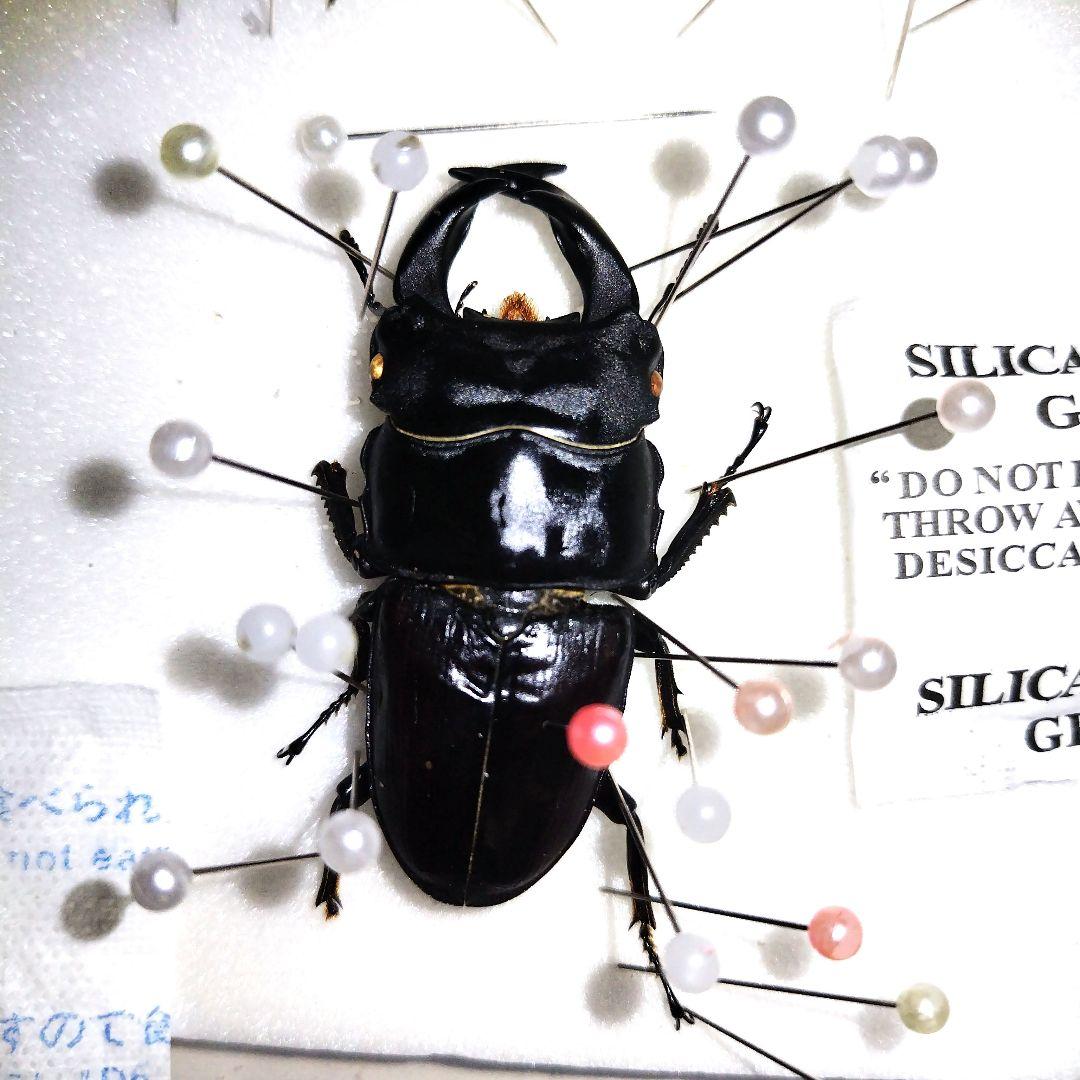 アルキデスヒラタクワガタ 標本 - メルカリ