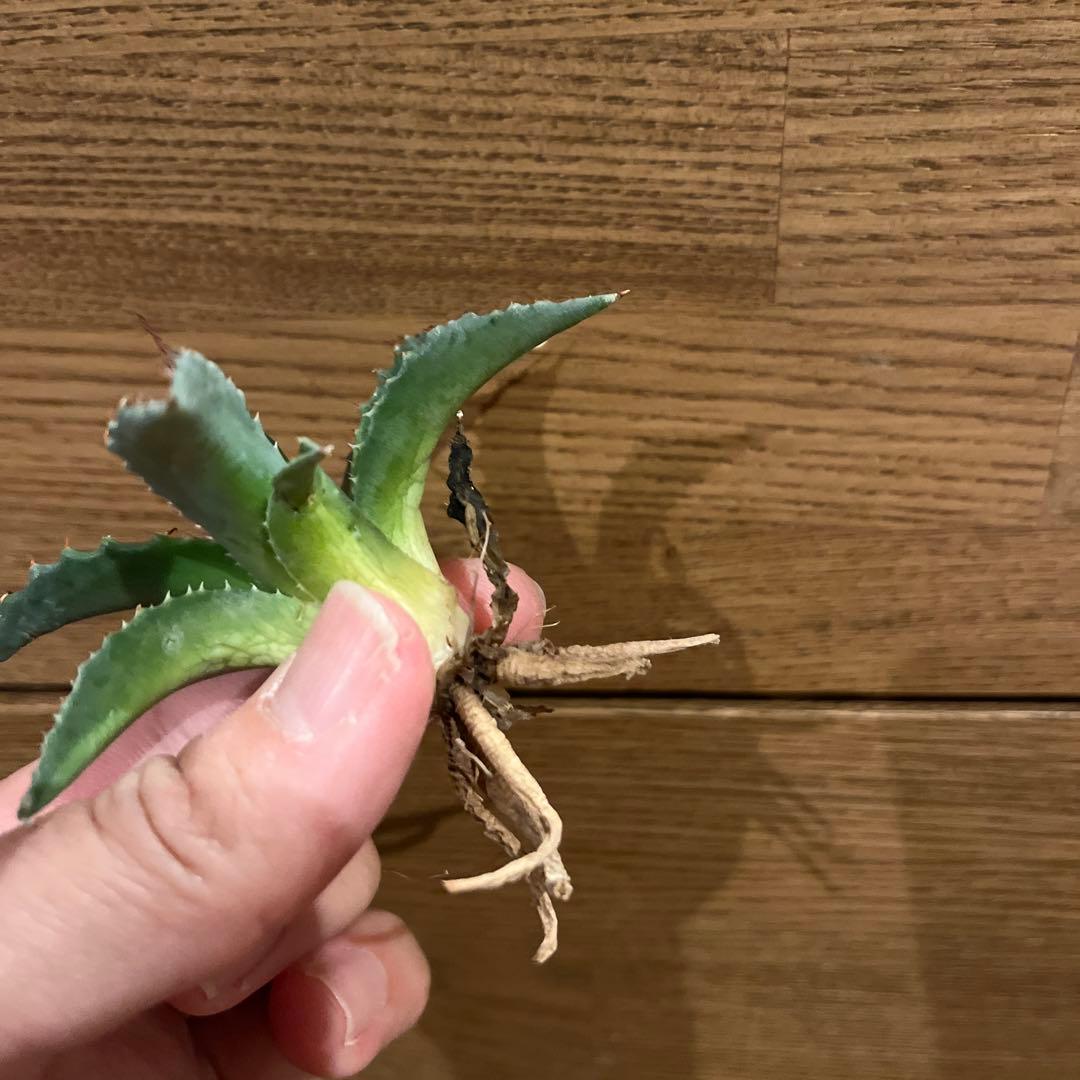 アガベハイブリッド エボリスピナ×モンタナ HIDDENAGAVEことジェレミー