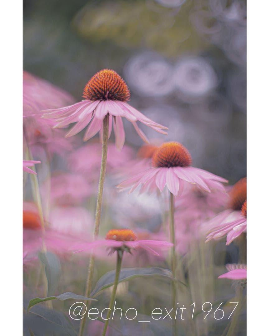 宝石レンズ_Super_Takumar_後期型 55mm_f1.8_l - メルカリ