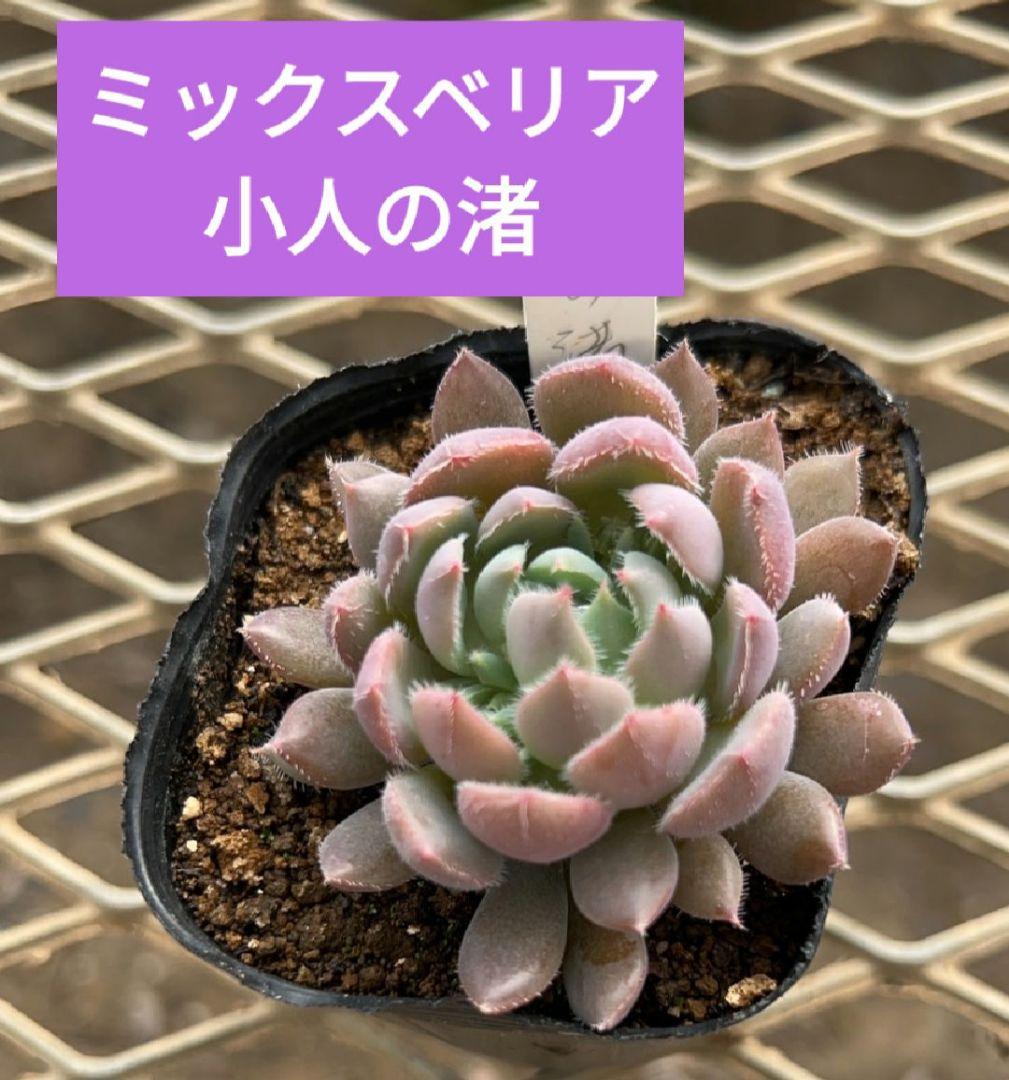 おらいさん 小人の渚 ミックスベリア 苗 多肉植物 - メルカリ