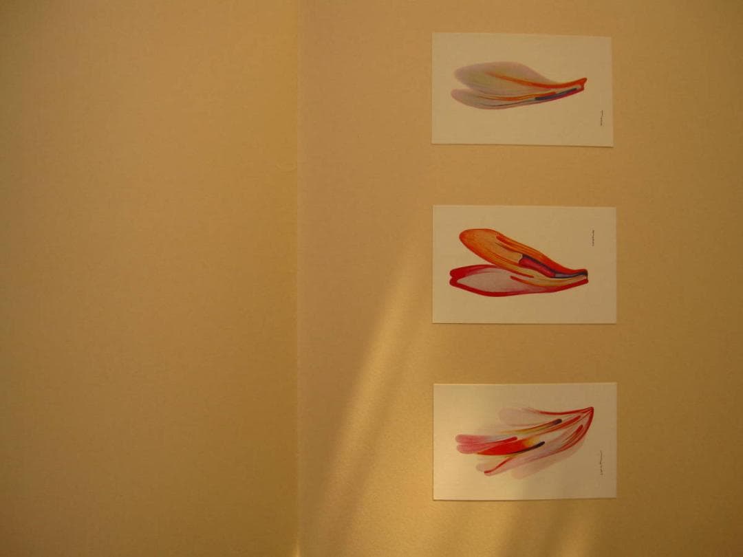 絵次元　谷川晃一　展翅箱　200部限定　肉筆画 一葉付き 直筆サイン　澁澤龍彦