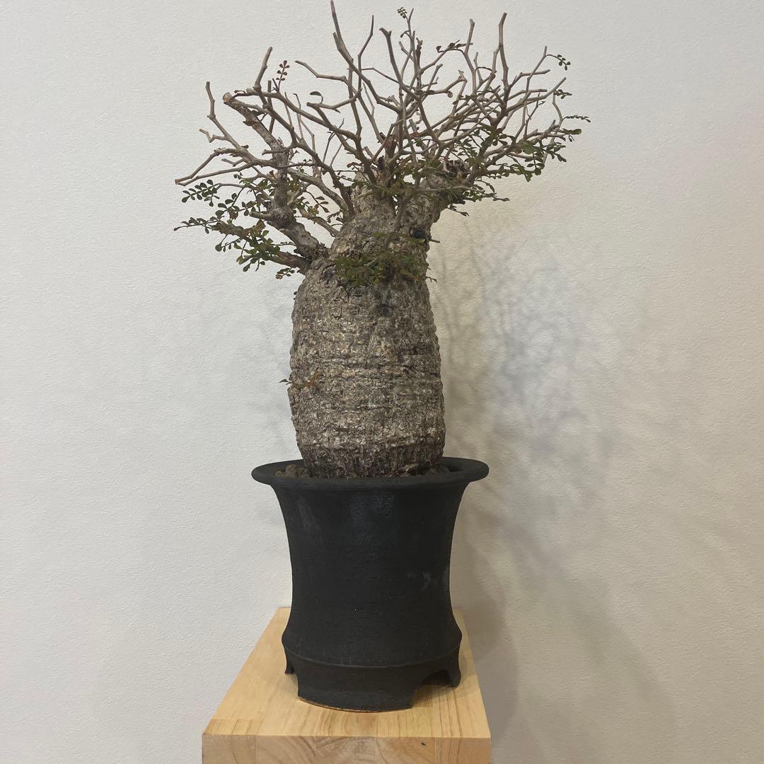 オペルクリカリア パキプス 発根済 現地球 休眠中 - メルカリ