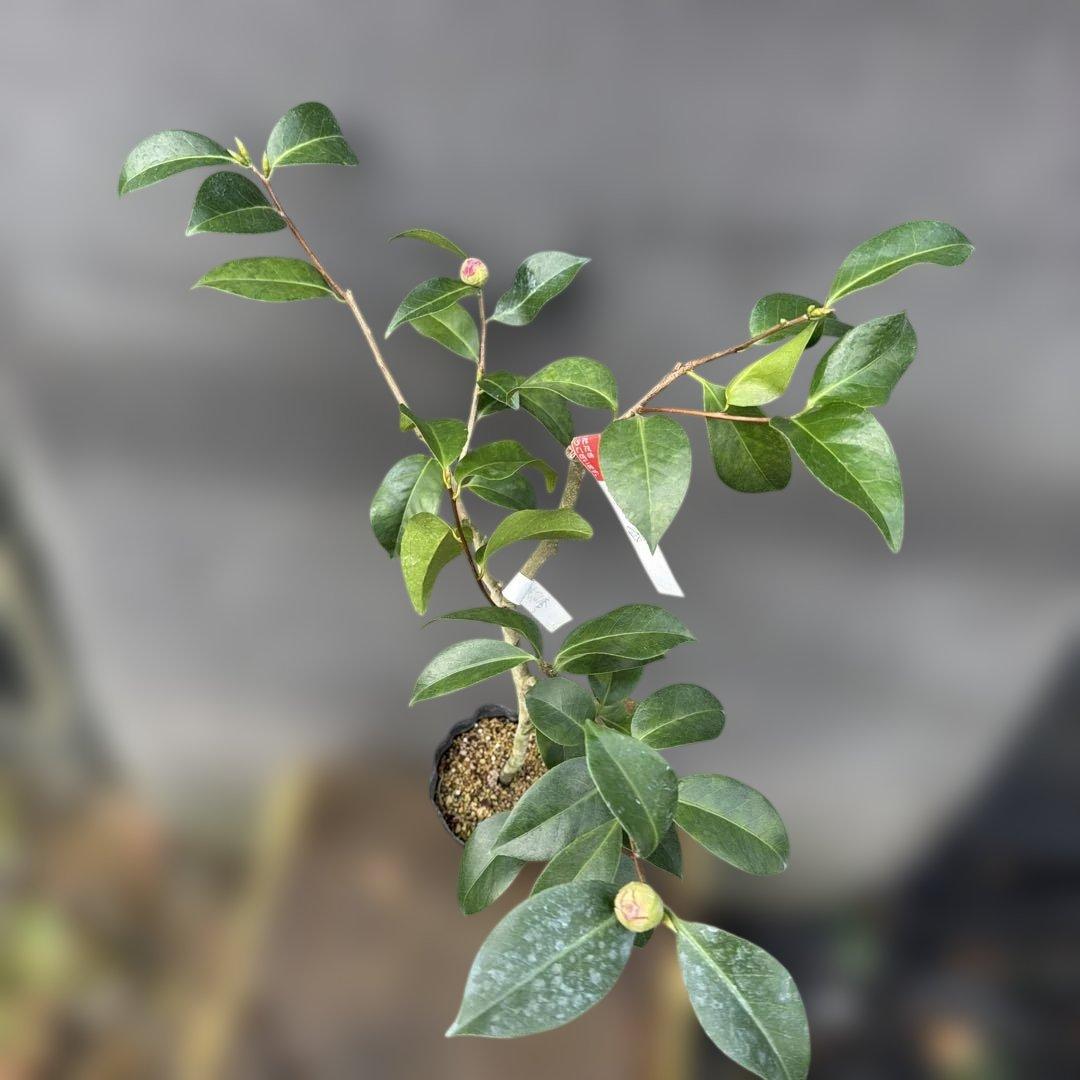 あ美　大社紫　此の糸　咲羽の誉3点セット