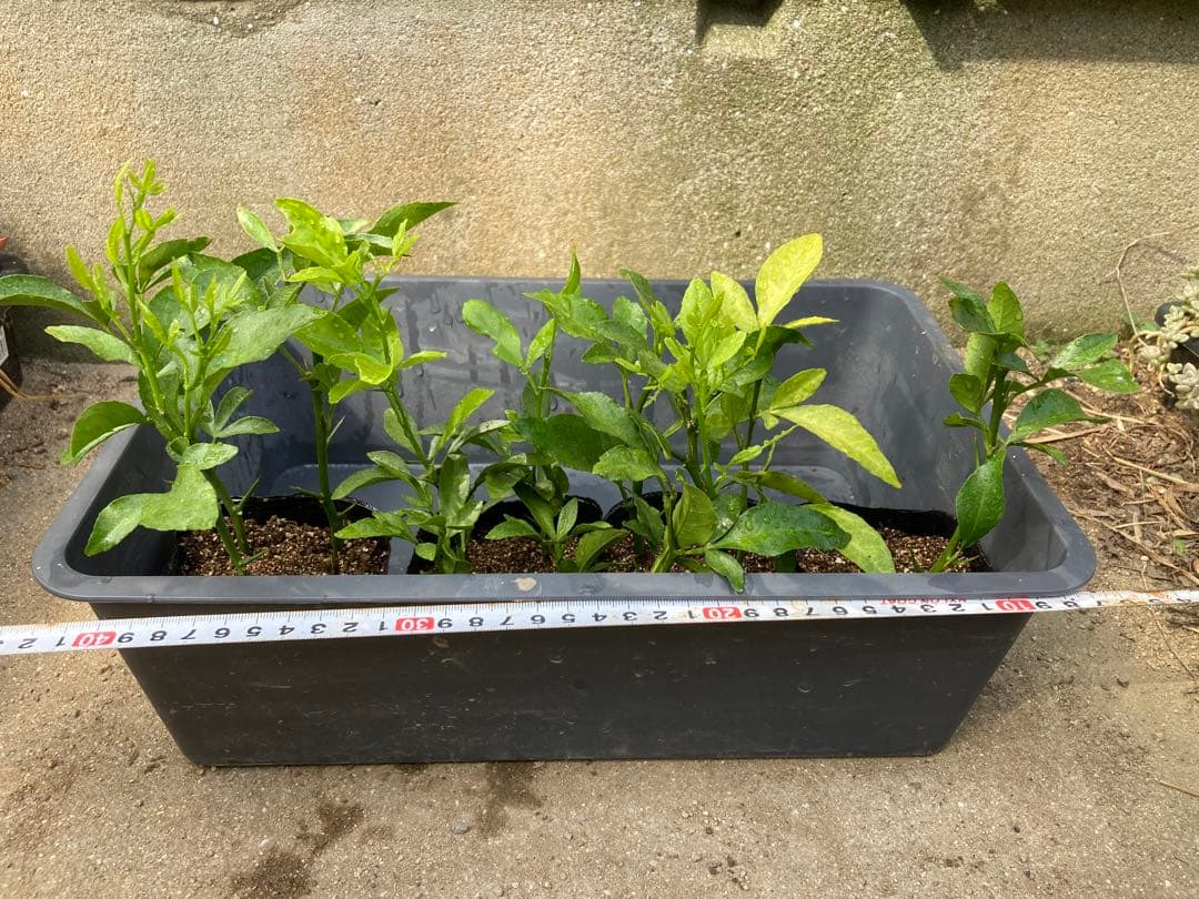 スイングルシトルメロ 10苗 ② ／ 柑橘 台木 枳殻 カラタチ - メルカリ