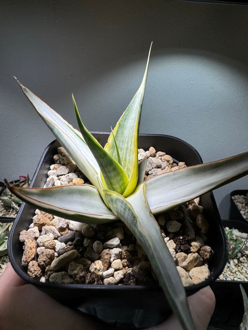 スノーホワイト Snow White日本初 斑入り サンスベリア アガベ - メルカリ