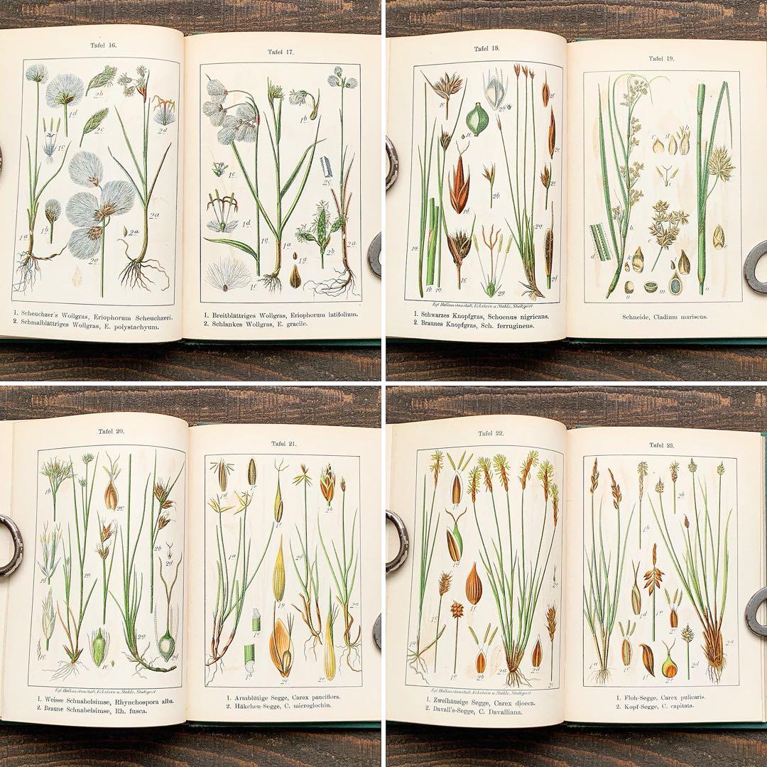 1900年]ドイツの古い植物図鑑/植物画 ボタニカルアート リトグラフ