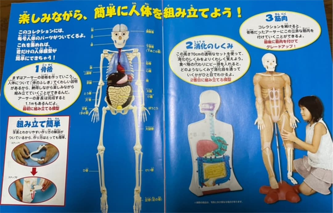 体のふしぎ 人体模型アーサー 消化のしくみ 冊子 - メルカリ