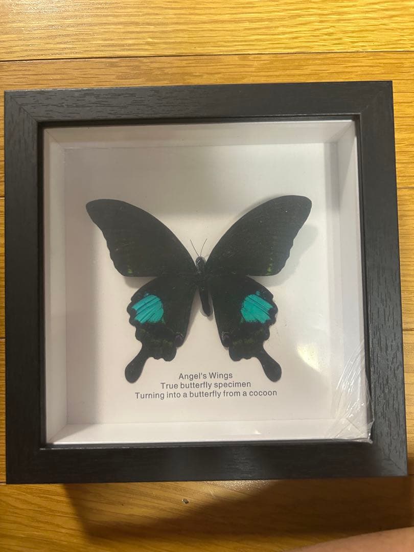 ゴクラクトリバネアゲハ Mt.Arfak 蝶標本