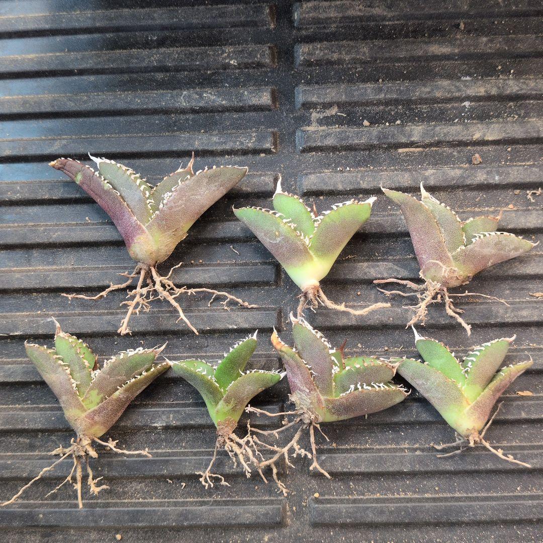 わたぼー様 リクエスト 2点 まとめ商品 - メルカリ