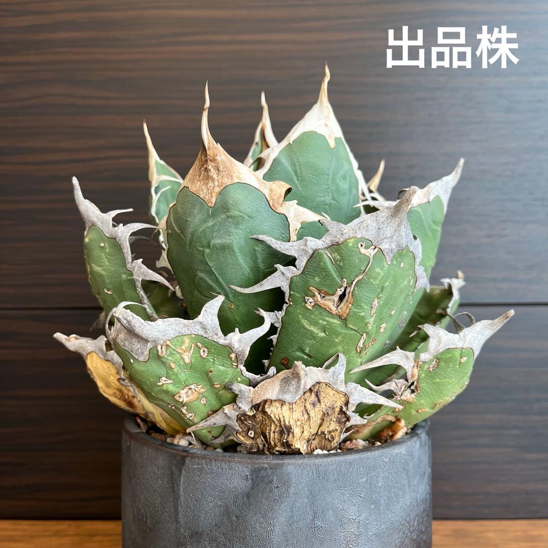 アガベ オアハカ現地株 大株 オテロイ